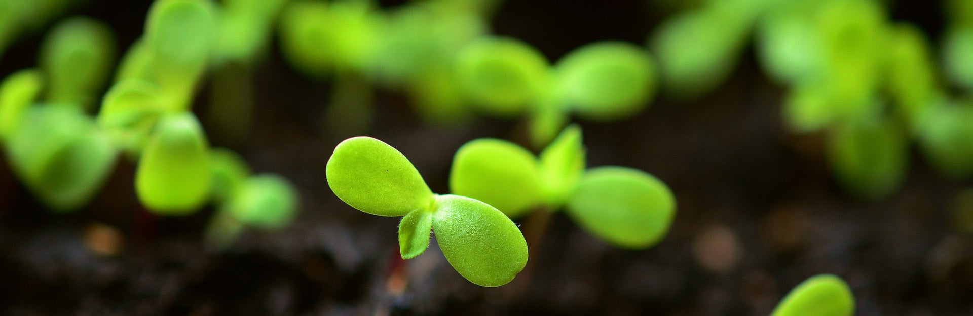 Seedlings / pixabay.com